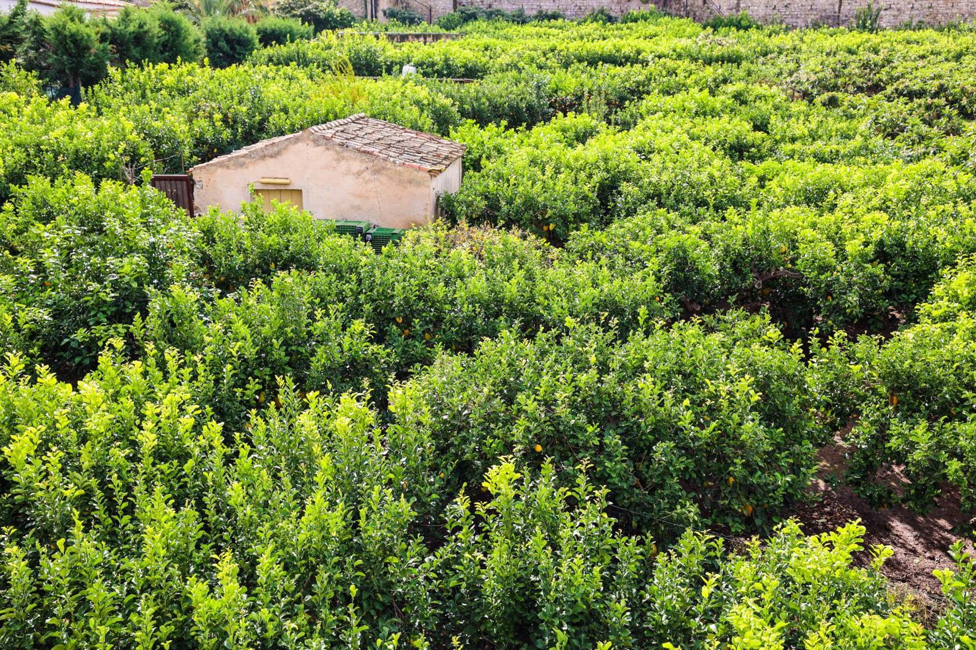 Bed & Breakfast Giardino Dei Cedri