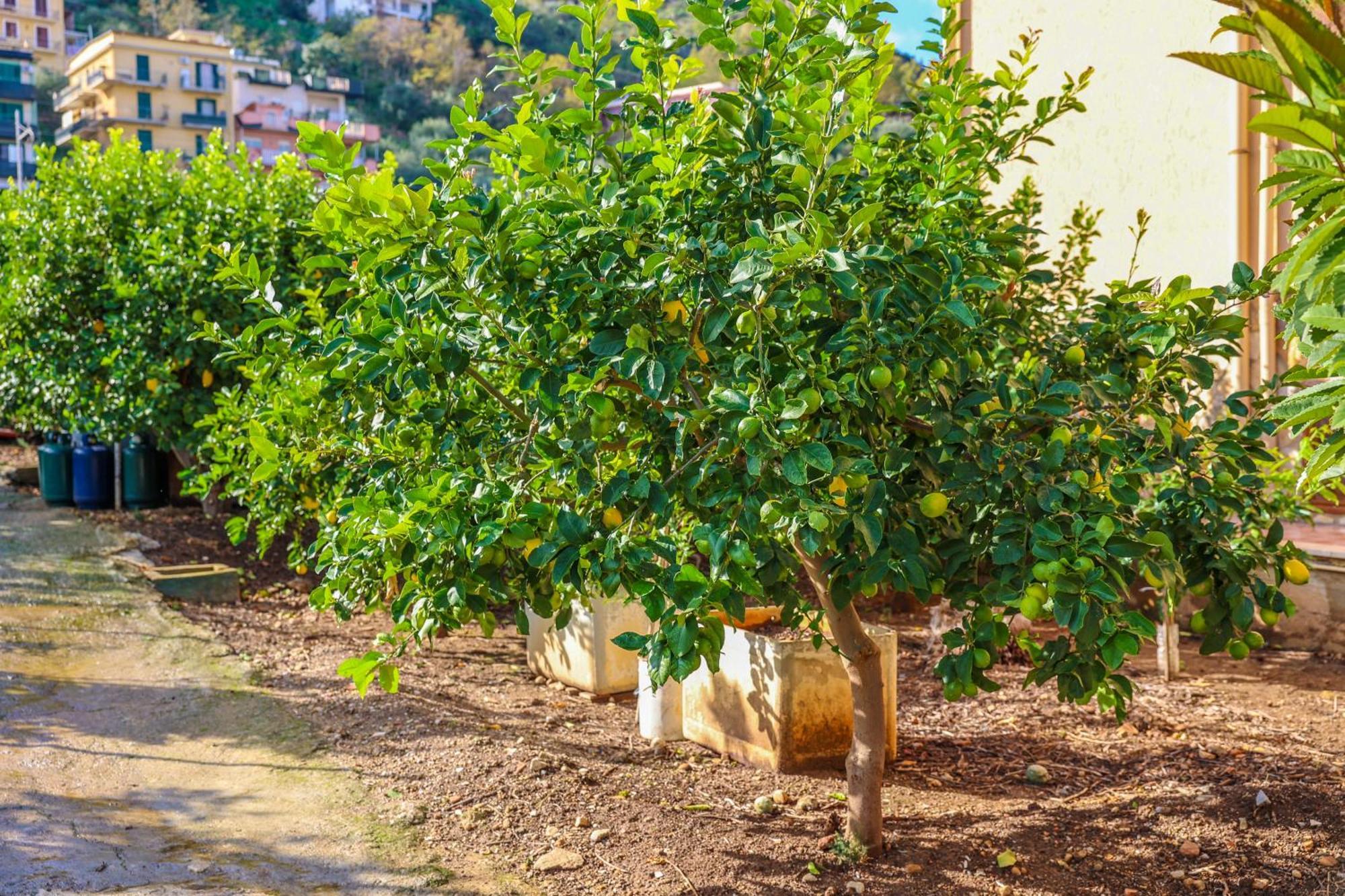 Giardino Dei Cedri Bed & Breakfast Trabia